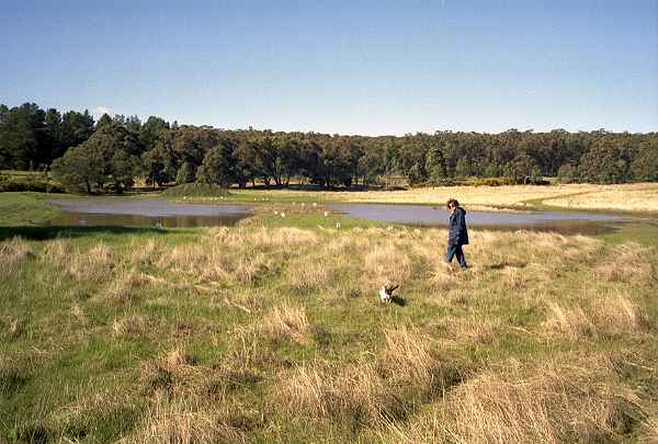 A view across the wetland to the east.