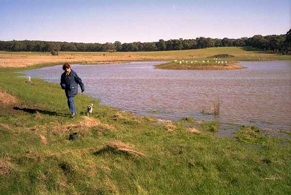 A view across the wetland to the west.