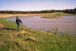 water in the wetland 