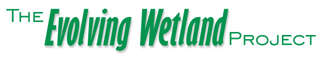 The Evolving Wetland Banner Graphic