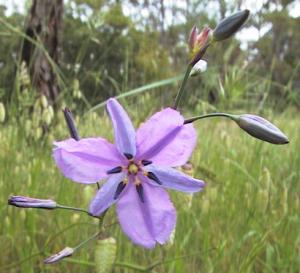 Photo of Chocolate Lily