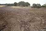 Topsoil cleared from most of the wetland area