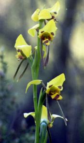 Photo of Donkey Orchid