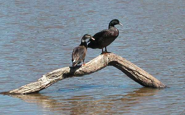 Pair of hybrid ducks.