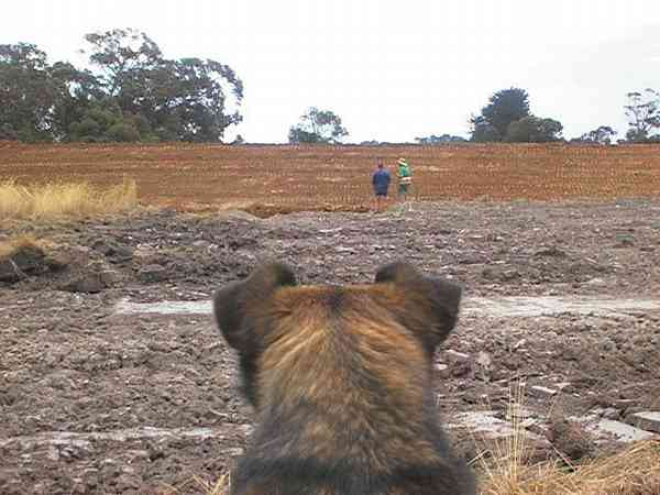 Project manager supervising.