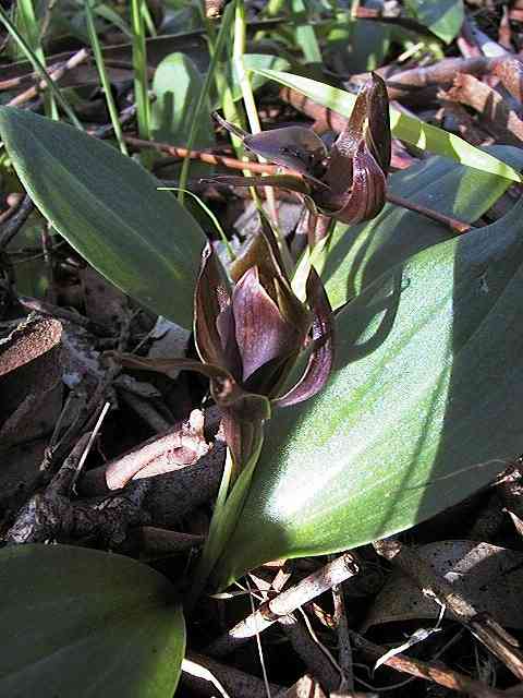 Common Bird Orchid