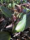 Common bird orchid.