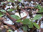 Common bird orchid in hail.