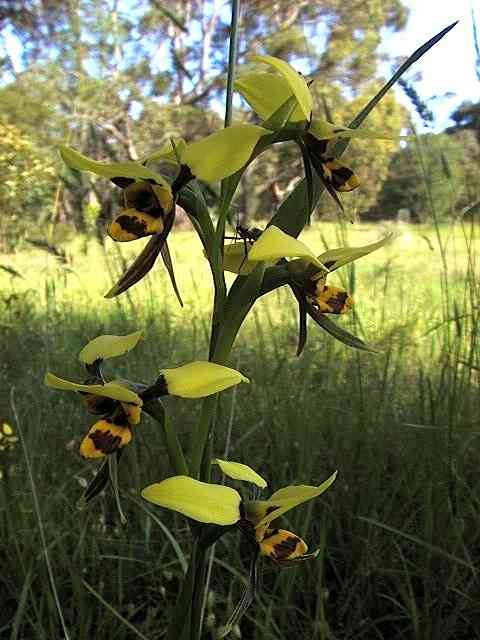 Donkey Orchid