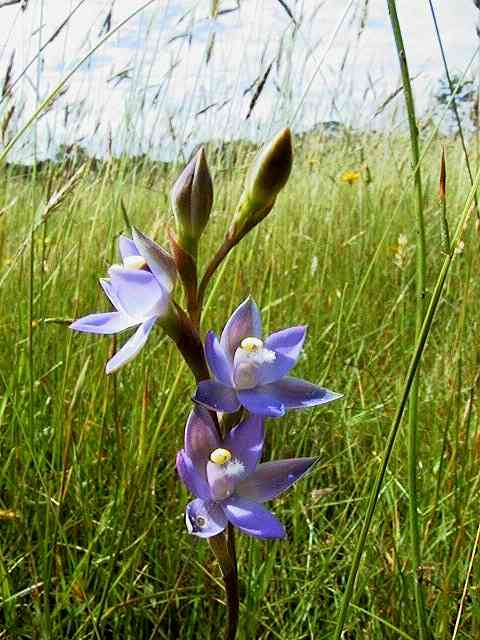 Sun Orchid