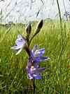 Sun orchid.