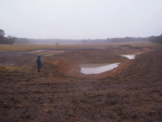 A view across the wetland to the east.