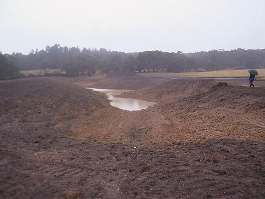 A view across the wetland to the east.