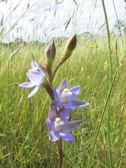 Photo of Sun Orchid