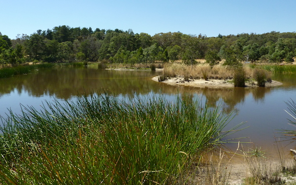 Pic of wetland from western end