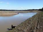 water in the wetland 