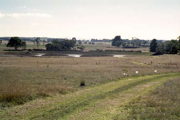 A view across the wetland to the west.